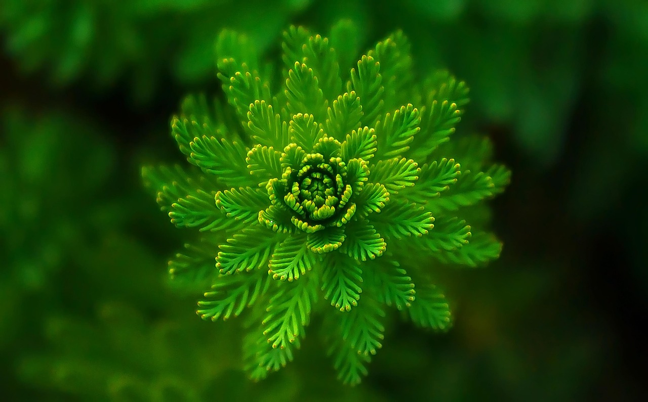 Où partir pour un voyage écoresponsable en harmonie avec la nature ? découvrez des conseils et astuces pour voyager de manière éco-responsable, réduire votre empreinte carbone et protéger l'environnement lors de vos aventures.